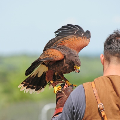 Gothic Falconry at Whitby Abbey