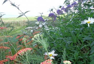 Wildflower Planter Competition 2019 - it's got to BEE perfect!