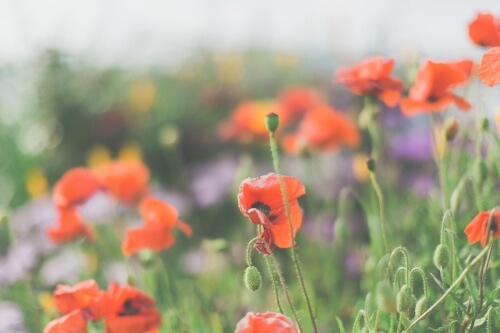 One of our wildflower beds on the Seasonal Touring Park