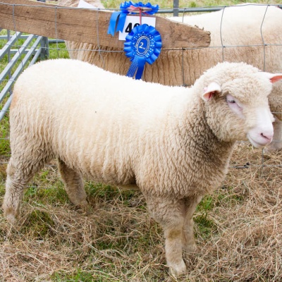 Malton Show
