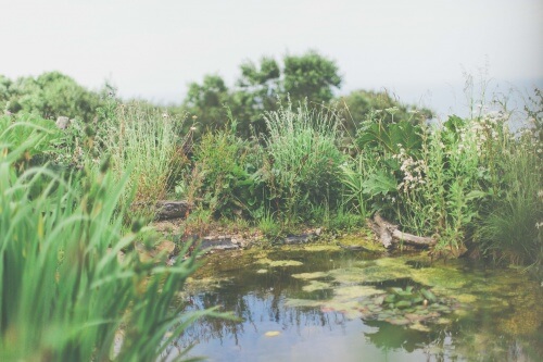 The Wildlife Pond at Northcliffe Holiday Park