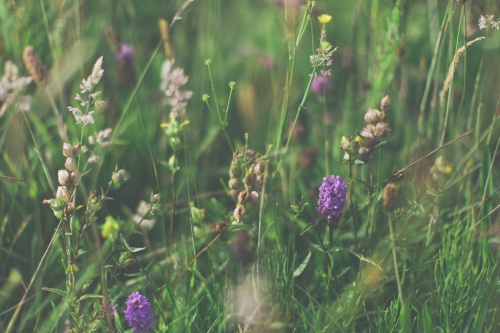 Wildflower Meadow at Northcliffe Holiday Park