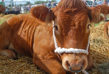Egton Agricultural Show